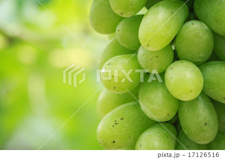 Bunch of fresh green grapes in vineyard Bunch of fresh green grapes in vineyard 17126516