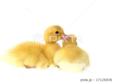 Close up small duckling isolated on white Close up small duckling isolated on white 17126836