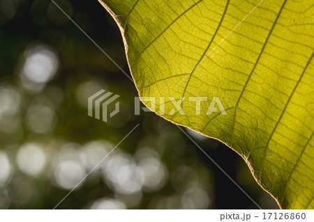 Macro texture of tree leaf for backgound Macro texture of tree leaf for backgound 17126860