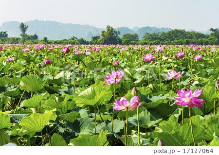 宮城県・伊豆沼のハスまつり 宮城県・伊豆沼のハスまつり 17127064