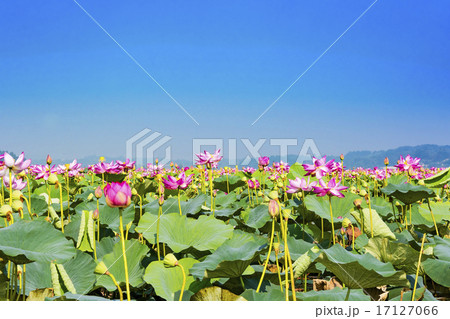 宮城県・伊豆沼のハスまつり 17127066