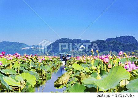 宮城県・伊豆沼のハスまつり 17127067