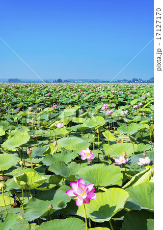 宮城県・伊豆沼のハスまつり 宮城県・伊豆沼のハスまつり 17127170