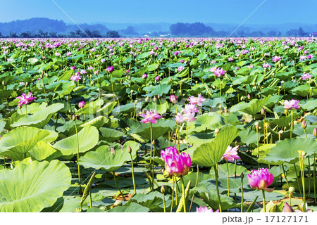 宮城県 伊豆沼のハスまつりの写真素材