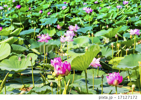 宮城県 伊豆沼のハスまつりの写真素材