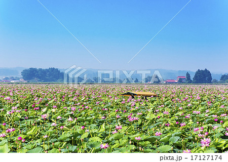 宮城県・伊豆沼のハスまつり 宮城県・伊豆沼のハスまつり 17127174