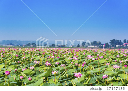 宮城県 伊豆沼のハスまつりの写真素材