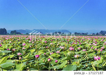 宮城県・伊豆沼のハスまつり 17127187