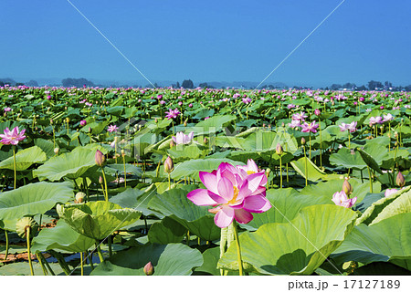 宮城県 伊豆沼のハスまつりの写真素材