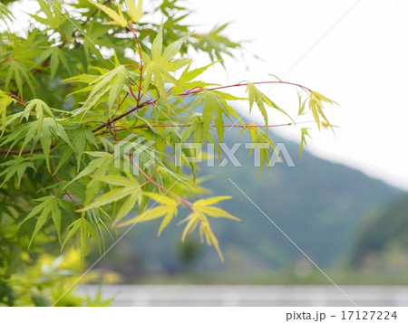 初夏の紅葉 17127224