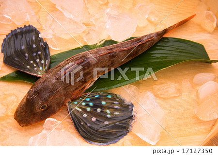 ホウボウ 17127350