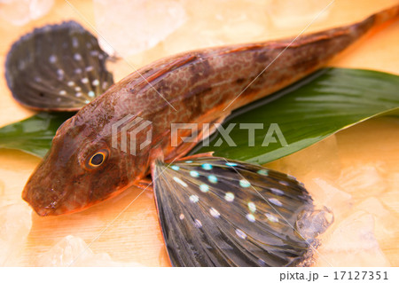 ホウボウ ホウボウ 17127351