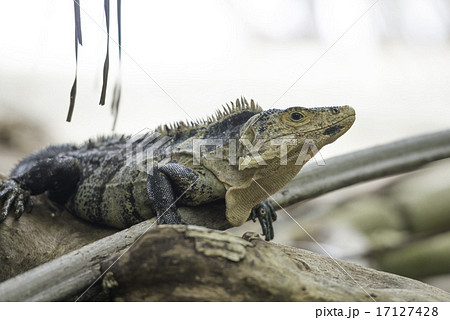wildlife, Black Ctenosaur in Costa Rica 17127428