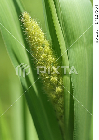 自然 植物 アワ、日本では米よりも早く栽培が始まったそうです 自然 植物 アワ、日本では米よりも早く栽培が始まったそうです 17127594