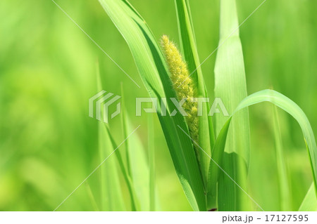 自然　植物　アワ、五穀の一つ。最近は健康食品として注目されているそうです 17127595