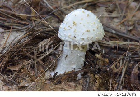 タマシロオニタケ タマシロオニタケ 17127688