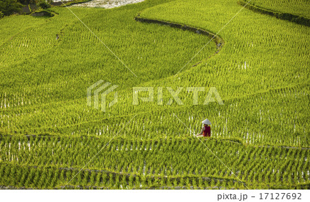 Rice field and river in TamCoc, NinhBinh, Vietnam Rice field and river in TamCoc, NinhBinh, Vietnam 17127692