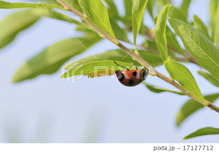 てんとう虫 17127712