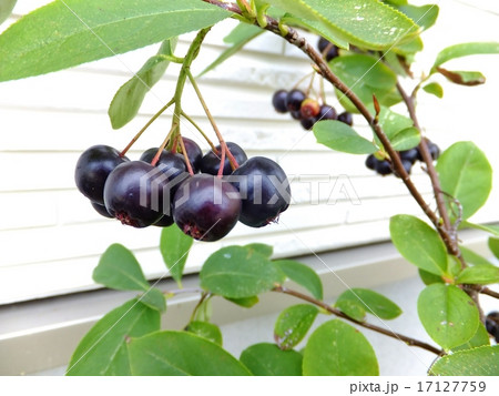 チョコベリー チョコベリー 17127759