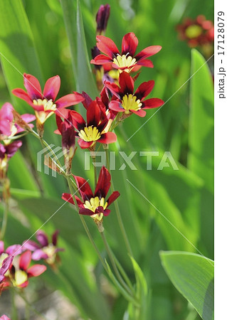 スイセンアヤメ 17128079