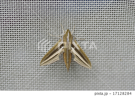 セスジスズメ 17128284