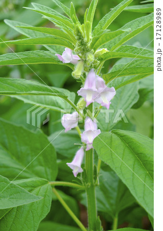 ゴマ ゴマの花畑 ゴマ ゴマの花畑 17128989