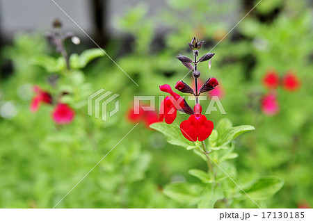 チェリーセージ チェリーセージ 17130185