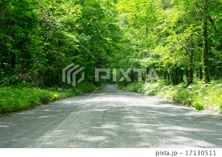 砂利道と新緑 17130511