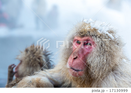 Snow monkey Macaque Onsen Snow monkey Macaque Onsen 17130999