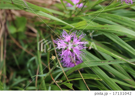 鳥海山のタカネナデシコ 鳥海山のタカネナデシコ 17131042