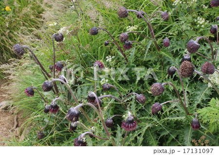 鳥海山固有種のチョウカイアザミ 17131097