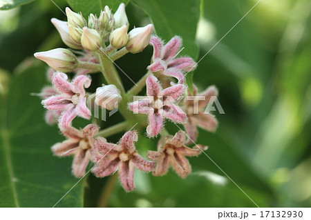 自然 植物 ガガイモ しぶとい雑草ですが集って咲く花はとてもきれいですの写真素材