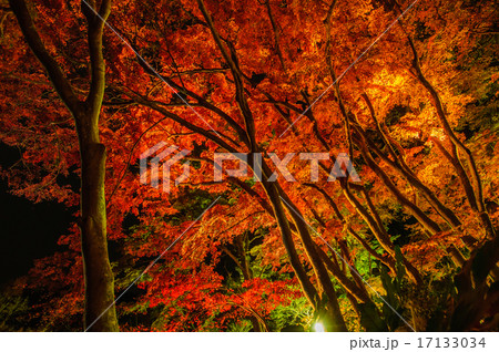 紅葉ライトアップ 17133034