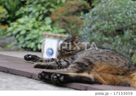 猫 17133059