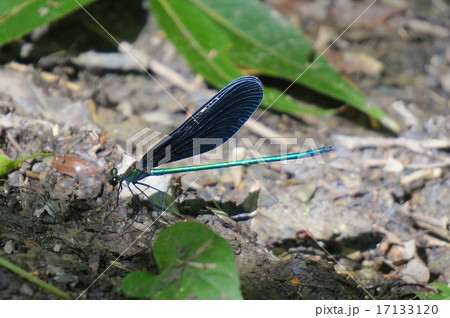 ハグロトンボのオス 17133120