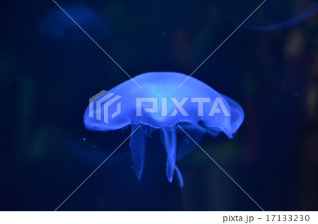 クラゲ 17133230