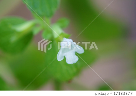 レモンバームの花 レモンバームの花 17133377