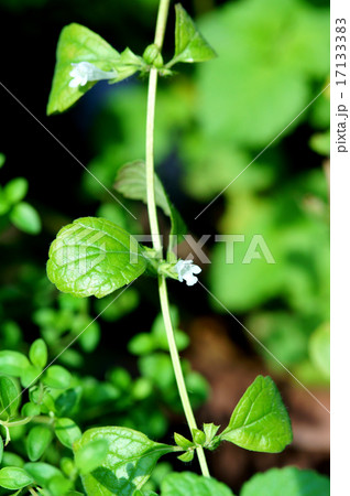 レモンバームの花 レモンバームの花 17133383