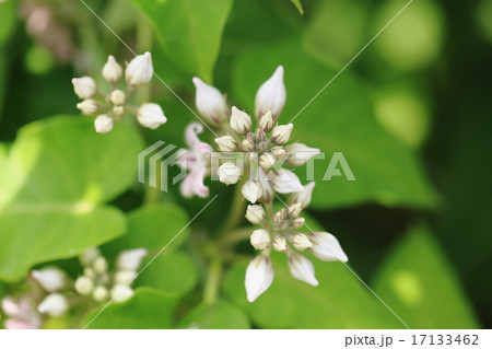 自然　植物　ガガイモ、若芽は煮物や油いためにして食べられるそうです 17133462
