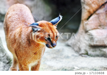 Beautiful and Wild Bobcat or lynx. 17133608