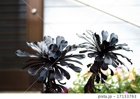 黒法師_多肉性植物 17133763