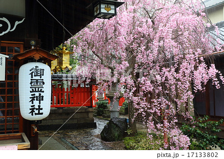 奈良 御霊神社の紅枝垂れ桜 奈良 御霊神社の紅枝垂れ桜 17133802