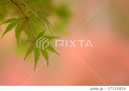 紅葉 17133824