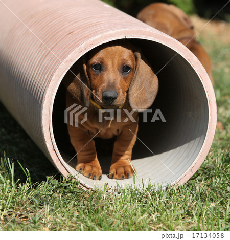 Gorgeous Dachshund puppy in the garden Gorgeous Dachshund puppy in the garden 17134058