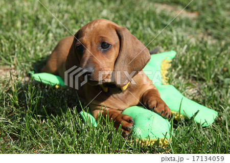 Amazing Dachshund puppy laying in the garden Amazing Dachshund puppy laying in the garden 17134059