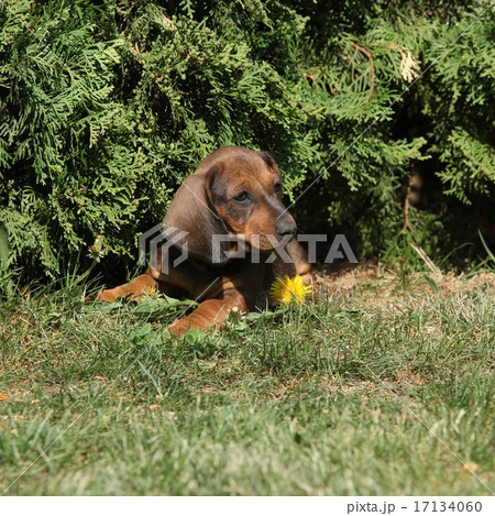 Amazing Dachshund puppy laying in the garden Amazing Dachshund puppy laying in the garden 17134060