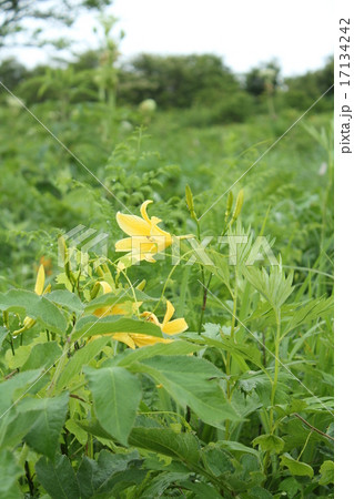 ユウスゲ ユウスゲ 17134242