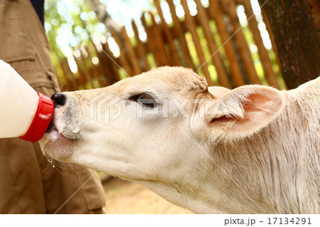white calf drink milk from nipple bollte 17134291