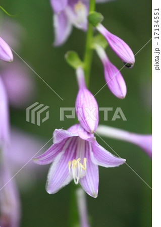 ギボウシの花 17134551