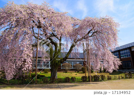 長野 飯田 杵原学校(旧山本中学校)の桜 長野 飯田 杵原学校(旧山本中学校)の桜 17134952